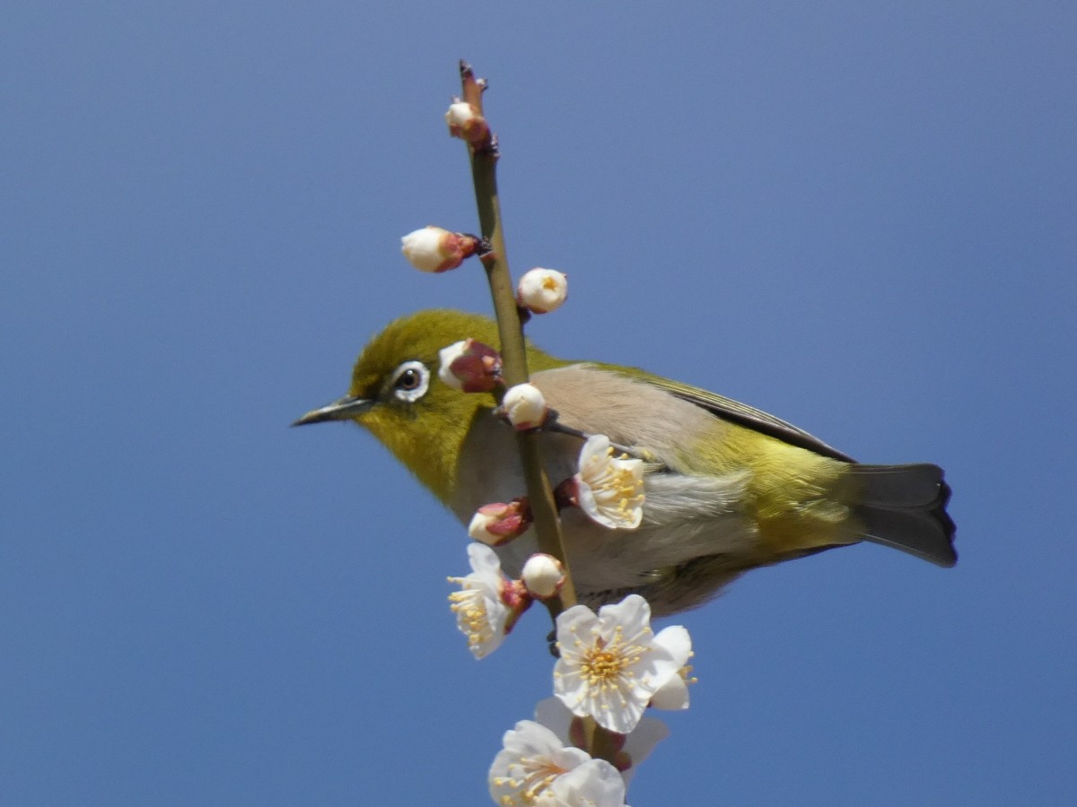日本野鳥の会　岐阜　探鳥会 | カテゴリで探す