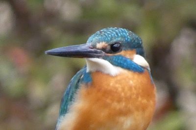 日本野鳥の会　岐阜　探鳥会 | カテゴリで探す