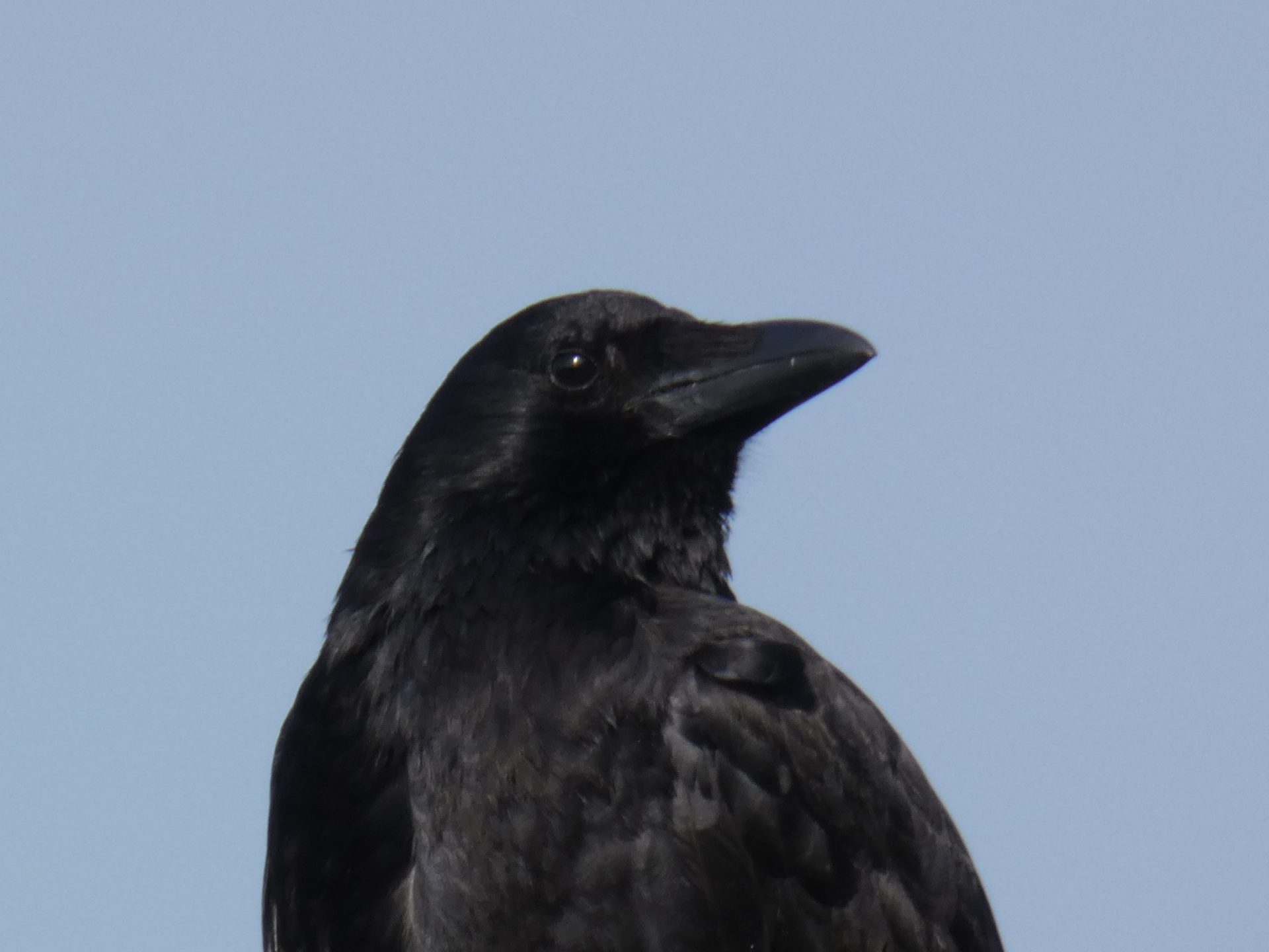 日本野鳥の会　初心者向けバードウオッチング | カテゴリで探す