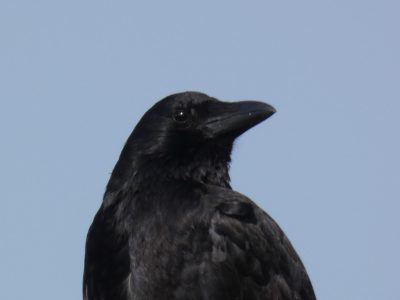 日本野鳥の会　初心者向けバードウオッチング | カテゴリで探す