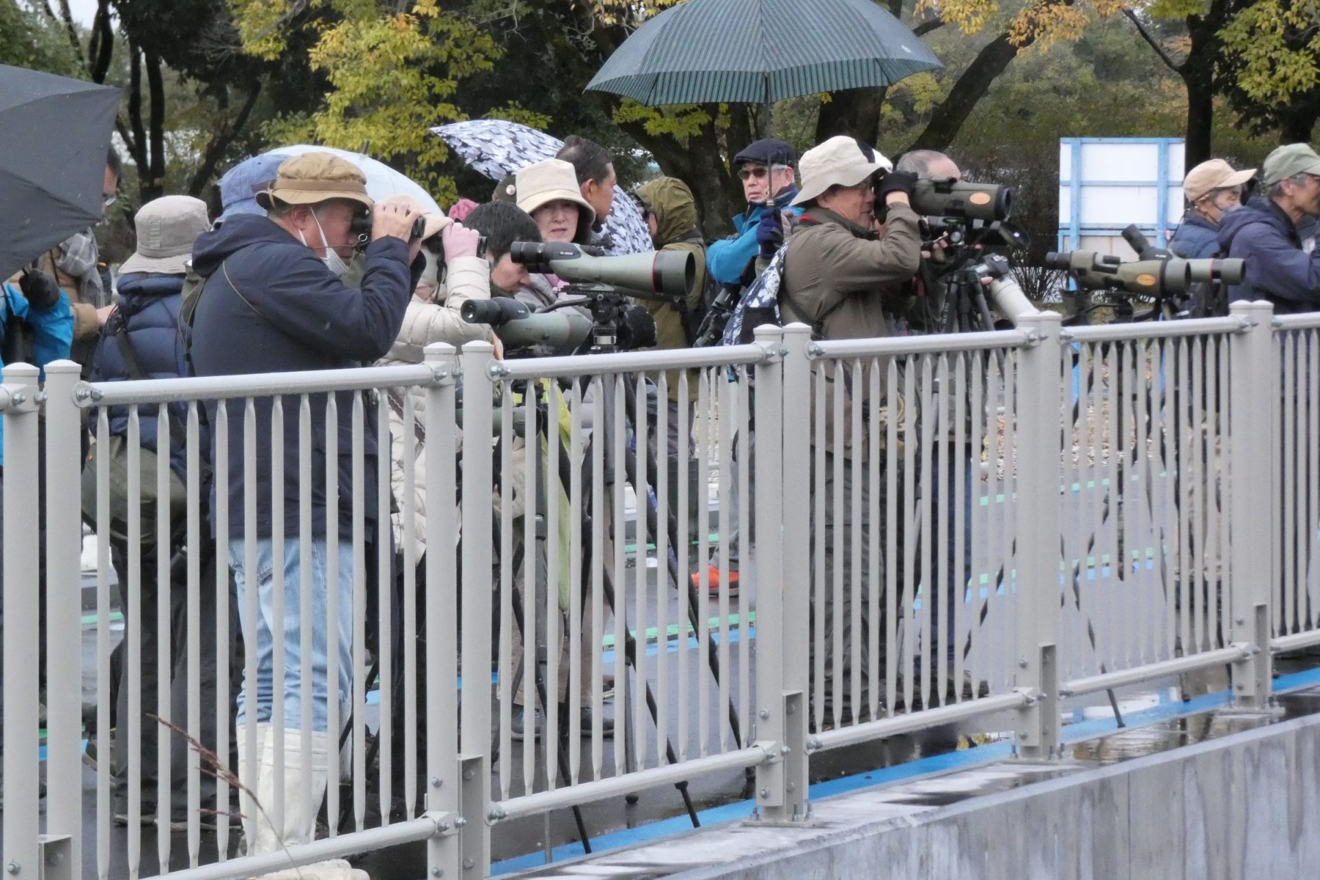 日本野鳥の会　初心者向けバードウオッチング | カテゴリで探す